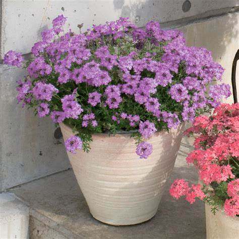 细叶美女樱多种花色 多季开花多年生耐寒耐热 庭院 植物爆盆盆栽