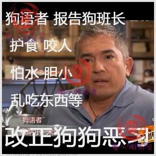 狗语者报告狗班长训狗spjc狗不听话护食咬人怕水乱吃东西.