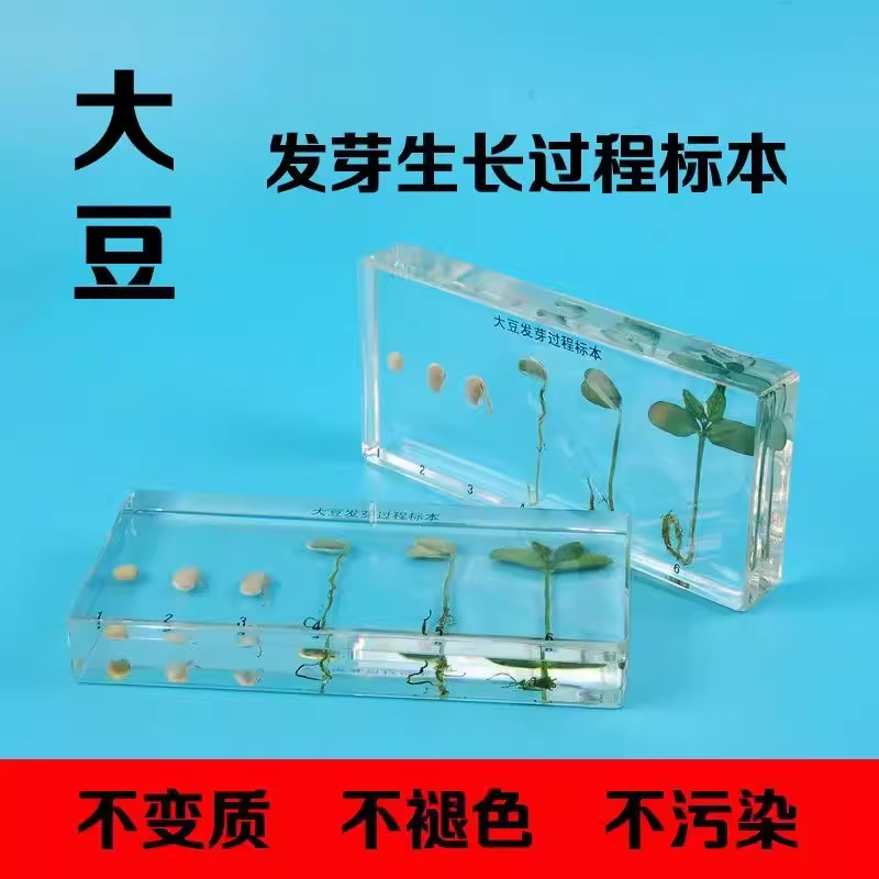 植物种子标本学校教学认知大豆水稻小麦种子发芽生长过程树脂标本