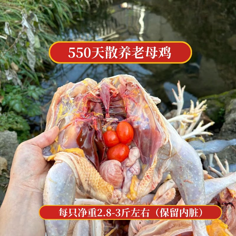 农家散养550天现杀整只土鸡
