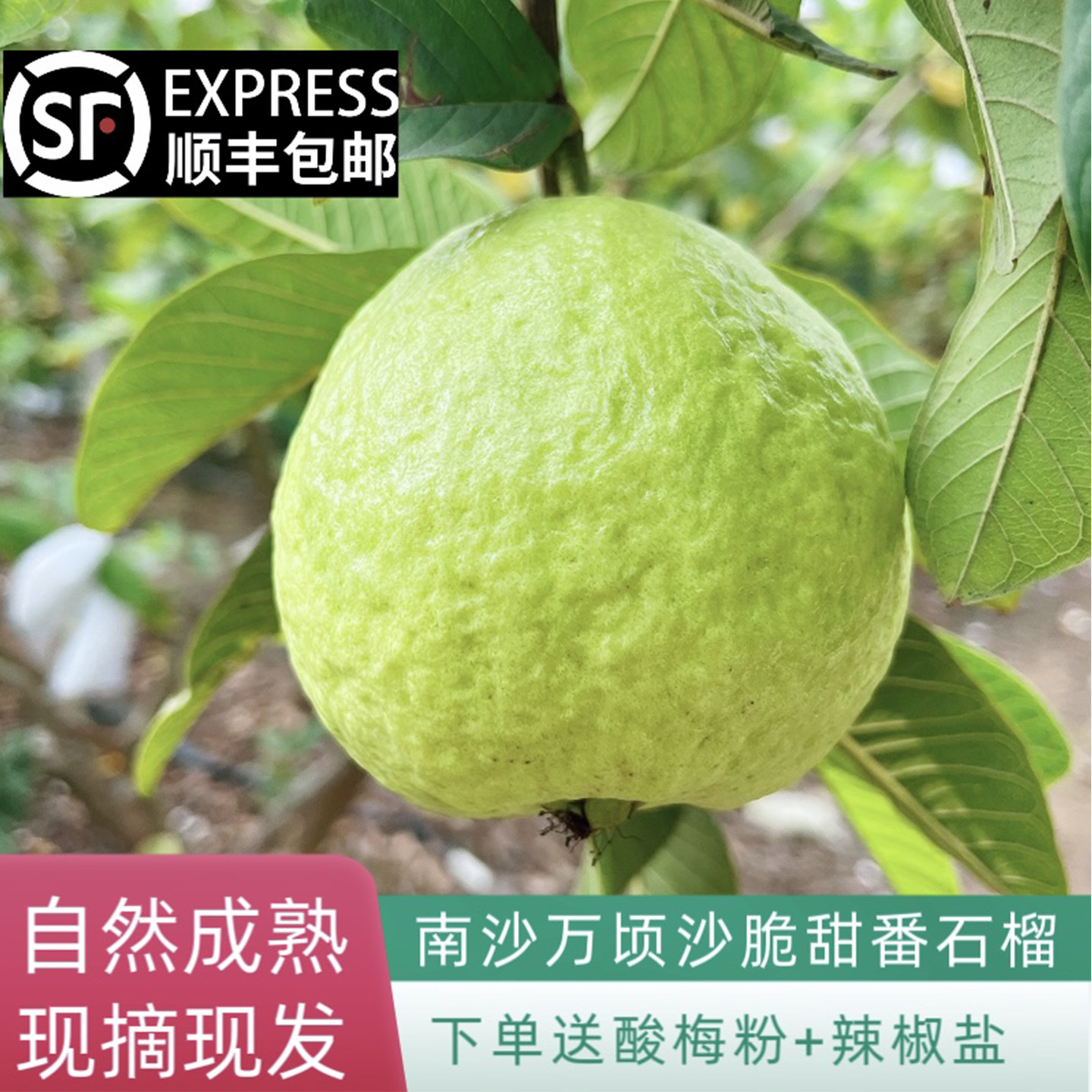 顺丰包邮南沙万顷沙脆甜番石榴