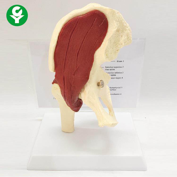 髋关节带肌肉模型 骨盆带盆肌解剖教具 人体骨骼骨架骷髅骨骸模型