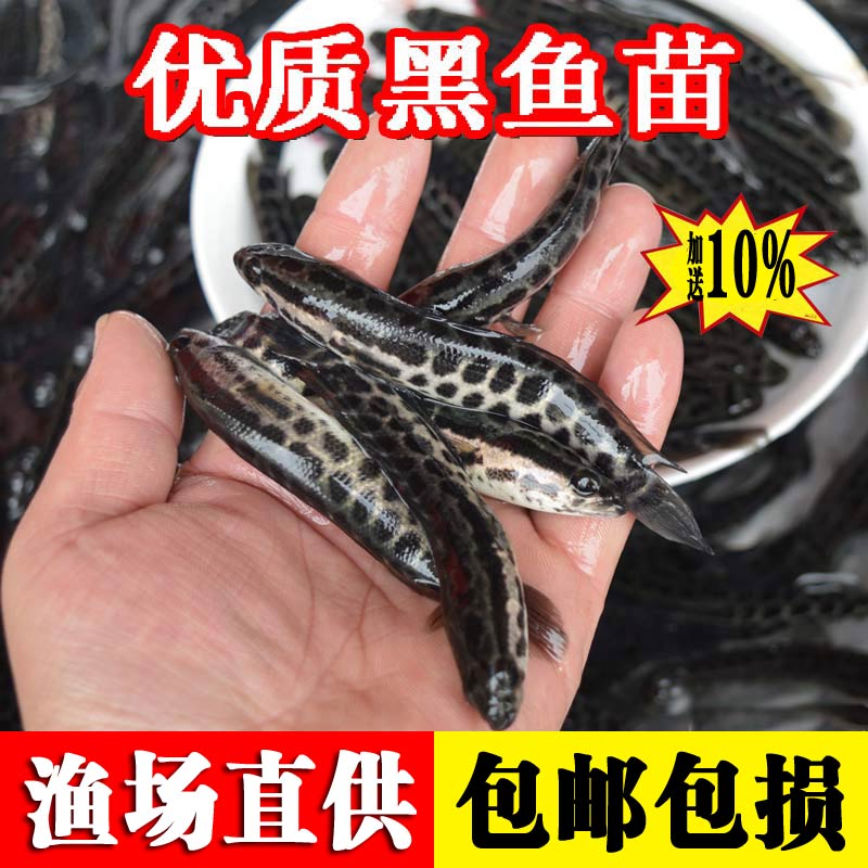 黑鱼苗淡水养殖食用生鱼苗特大好养凶猛冷水观赏鱼小财鱼苗乌鱼苗