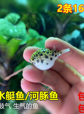 潜水艇鱼河豚鱼吃螺观赏鱼活体会生气的鱼气泡鱼弓班狗头鱼