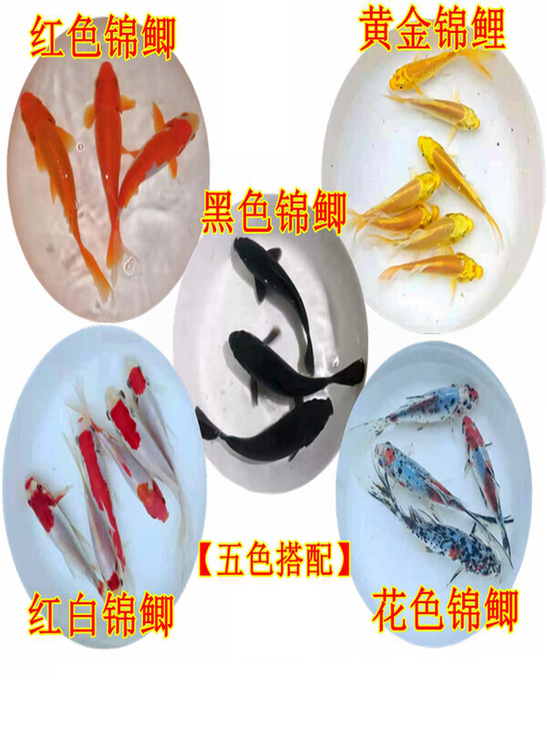 好养冷水金鱼活体小型鱼小红草金鱼苗观赏鱼活饲料鱼红锦鲫锦鲤鱼