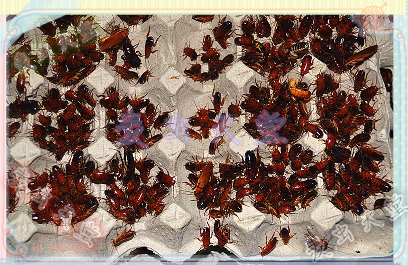 樱桃蟑螂活体1-3cm 爬宠 蜘蛛 守宫 龙鱼饲料 500克包邮包活