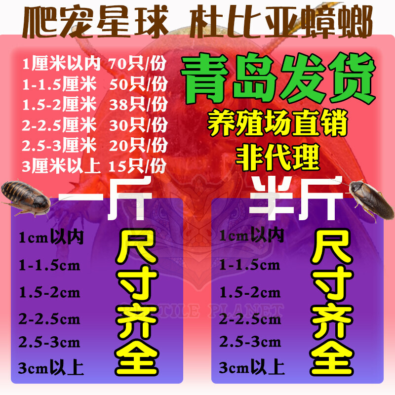 杜比亚蟑螂龙鱼蜥蜴爬虫活体饲料各尺寸称斤供应全国包邮无菌饲养