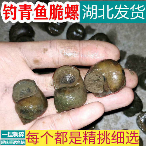 螺丝钓青鱼脆螺薄壳钓鱼螺新鲜青鱼螺田螺螺蛳鱼饵黑鲩乌青打窝石