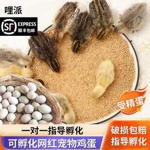 小鸡 网红迷你宠物鸡受精可孵化蛋德系纯白瓦灰鹌鹑种蛋长不大
