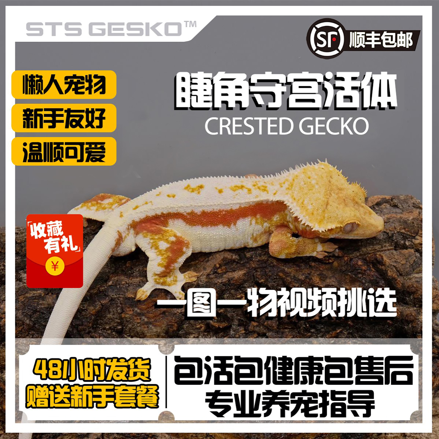 睫角守宫爬宠活体温顺新手易养