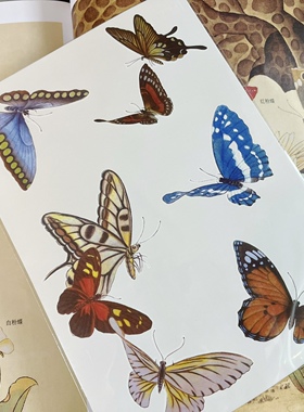 zingtattoo纹身贴工笔画蝴蝶合集