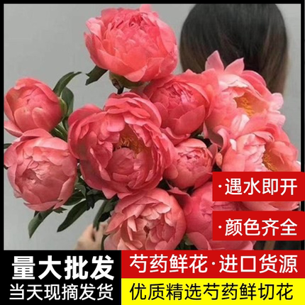 重瓣芍药鲜花进口沙拉鲜切花牡丹插花客厅花卉基地落日珊瑚鲜花束