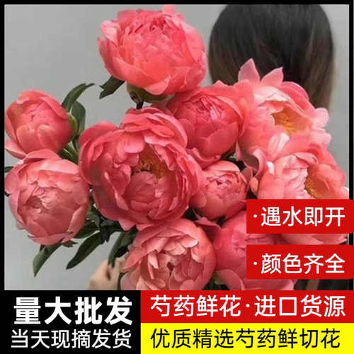 芍药鲜花现采摘发顺丰冷链包邮