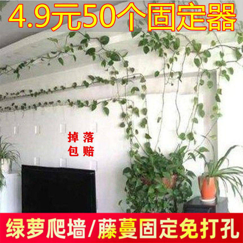 家用挂钩固定夹扣架绿萝爬墙