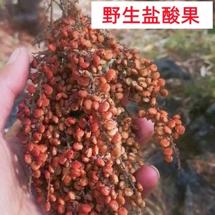 云南盐酸果干盐霜果子深山野生盐肤木果云南特产临沧农家日晒干果