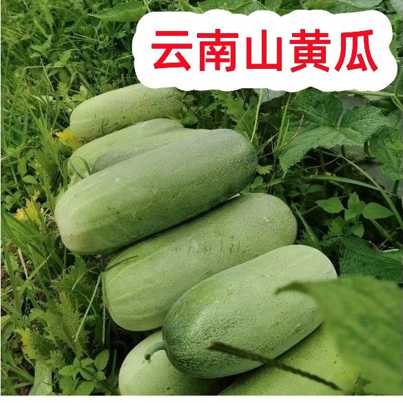 老黄瓜云南山黄瓜当季生吃青瓜农家爽口高山傣族老品种大土瓜凉拌