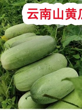 云南山地老黄瓜生吃大黄瓜