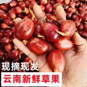 云南新鲜野生大草果鲜货足干香料调料家用卤料调味农家日晒生果