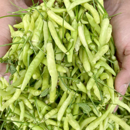 云南小米辣白米椒野山椒