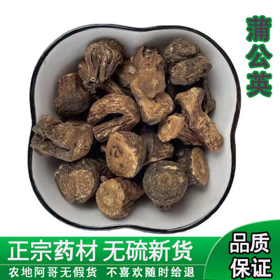 野生蒲公英根茶长白山