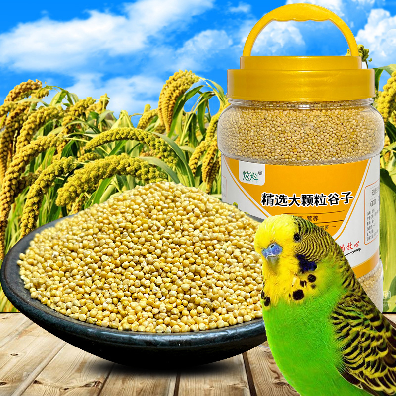 炫料精选大颗粒黄谷子虎皮鹦鹉