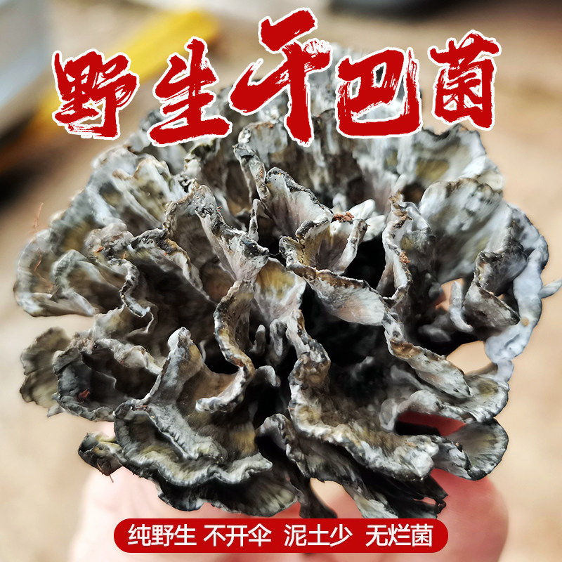 新鲜野生干巴菌昆明土特产送青椒