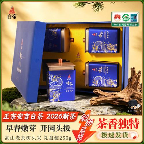 安吉白茶开园头采绿茶