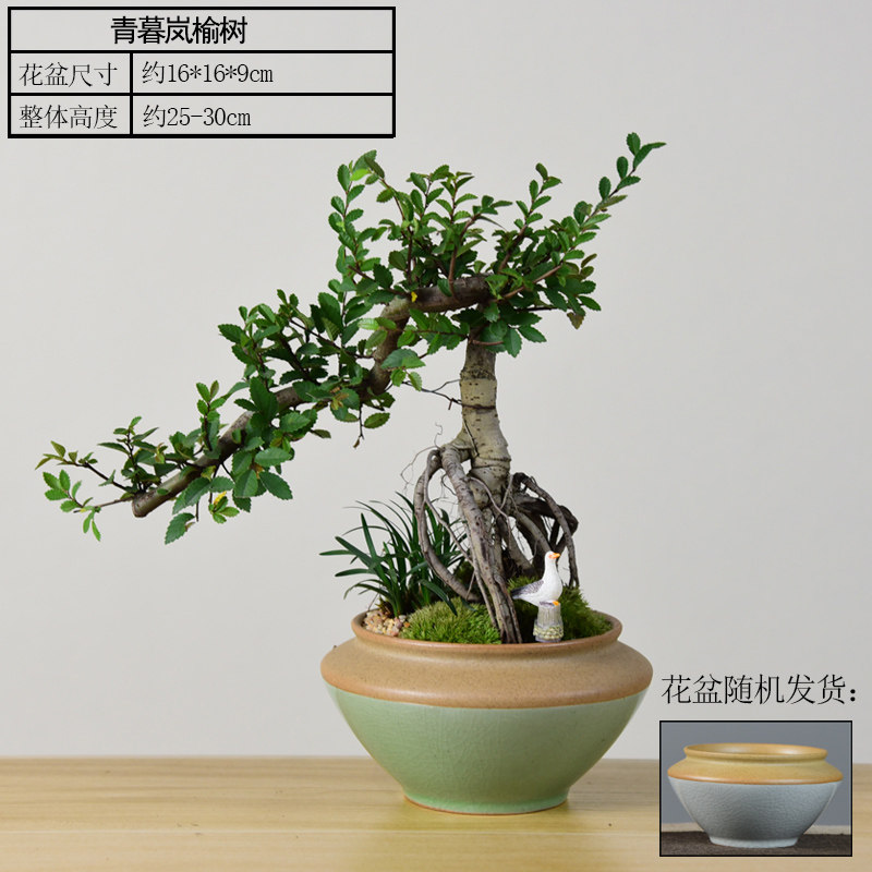 新造型小叶榆树组合盆栽景礼盆景室内好养绿植送观公司.客厅阳台