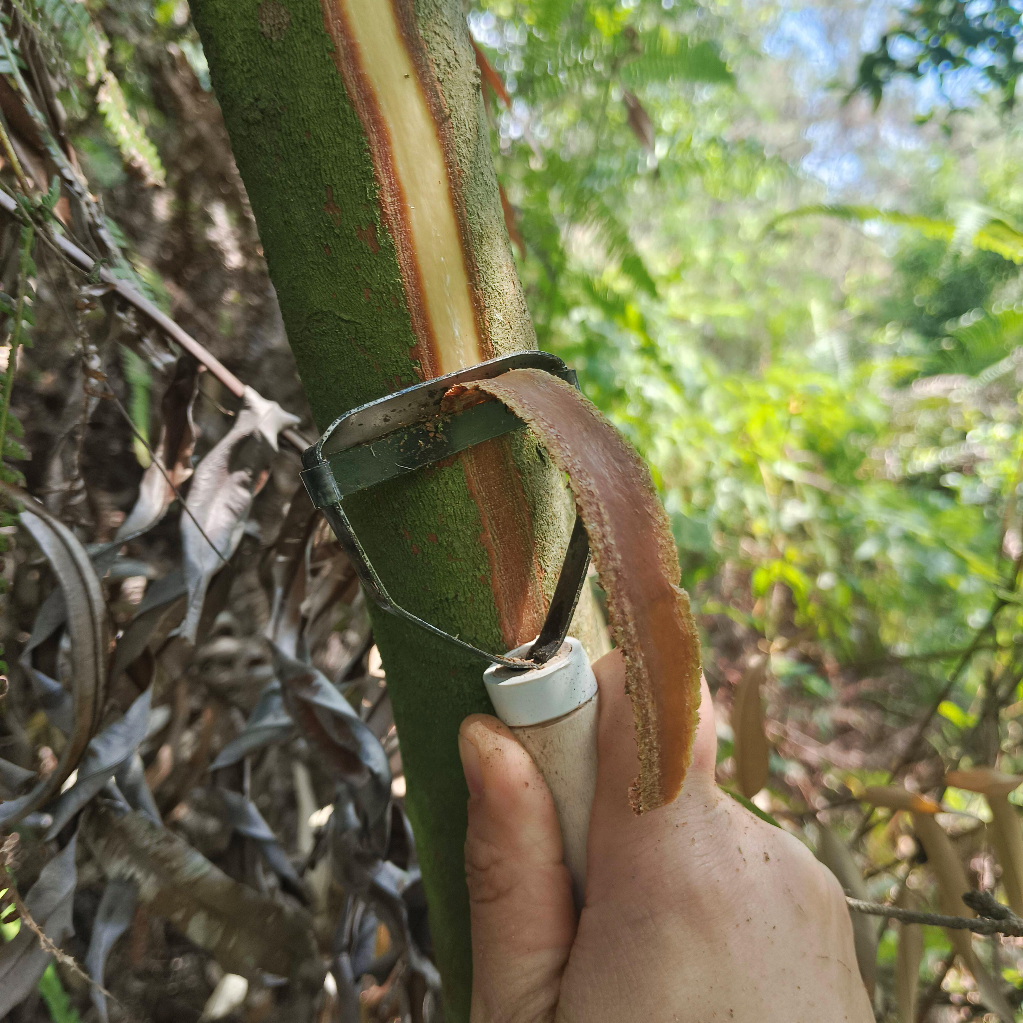 树皮刮刀刨刀开桂神器松