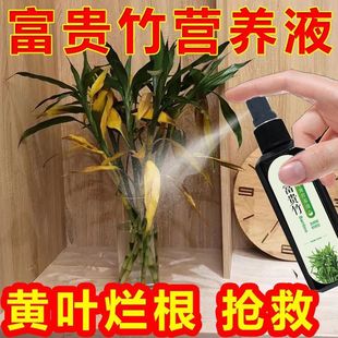 【福竹到我家】精选粗壮富贵竹枝繁叶茂营养液强水培土培根部保护