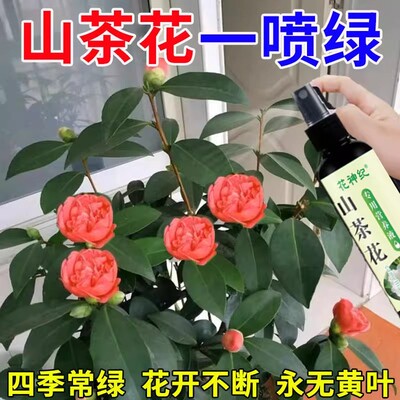 花神纪山茶花急救营养液促开花