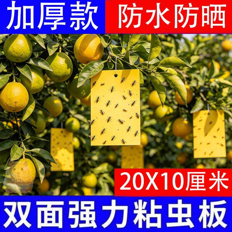 柑橘瓜果实蝇针蜂黄板双面粘虫板果园大棚胶粘板蓟马篮板引诱虫板