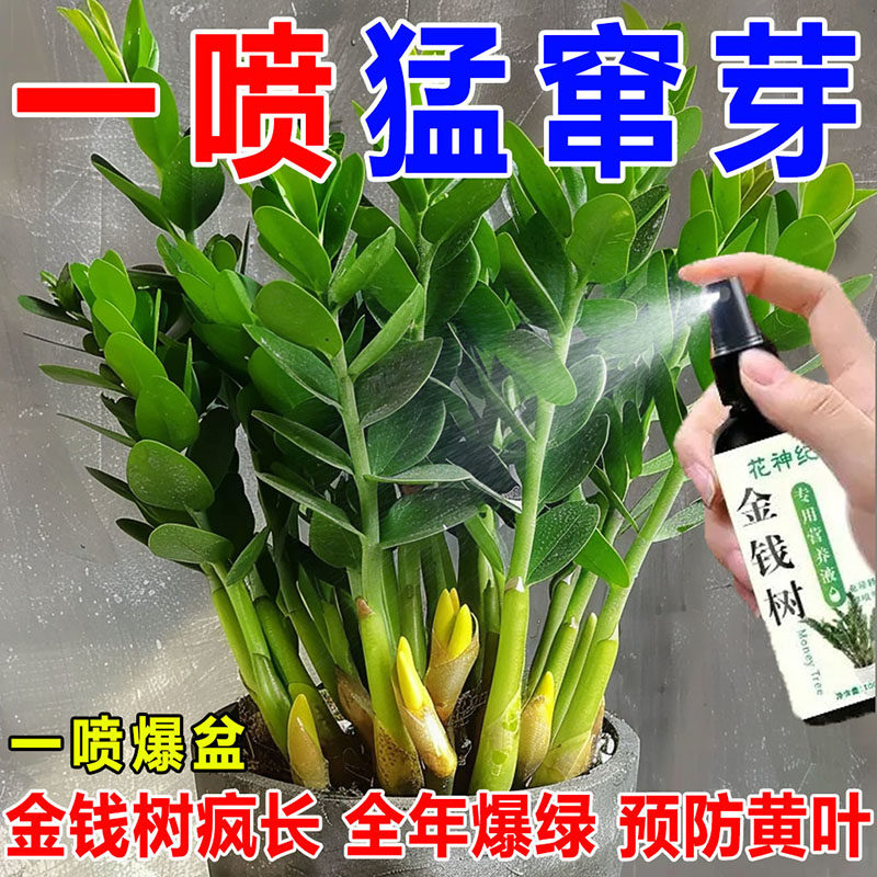 金钱树专用营养液专治黄叶烂根黄斑免稀释促生长爆芽绿叶通用型