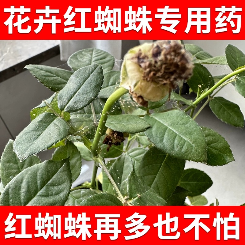 红白蜘蛛专用药玫瑰茉莉月季花卉植物杀虫杀螨剂花药阿维菌素家用 农用物资 杀虫剂 原图主图