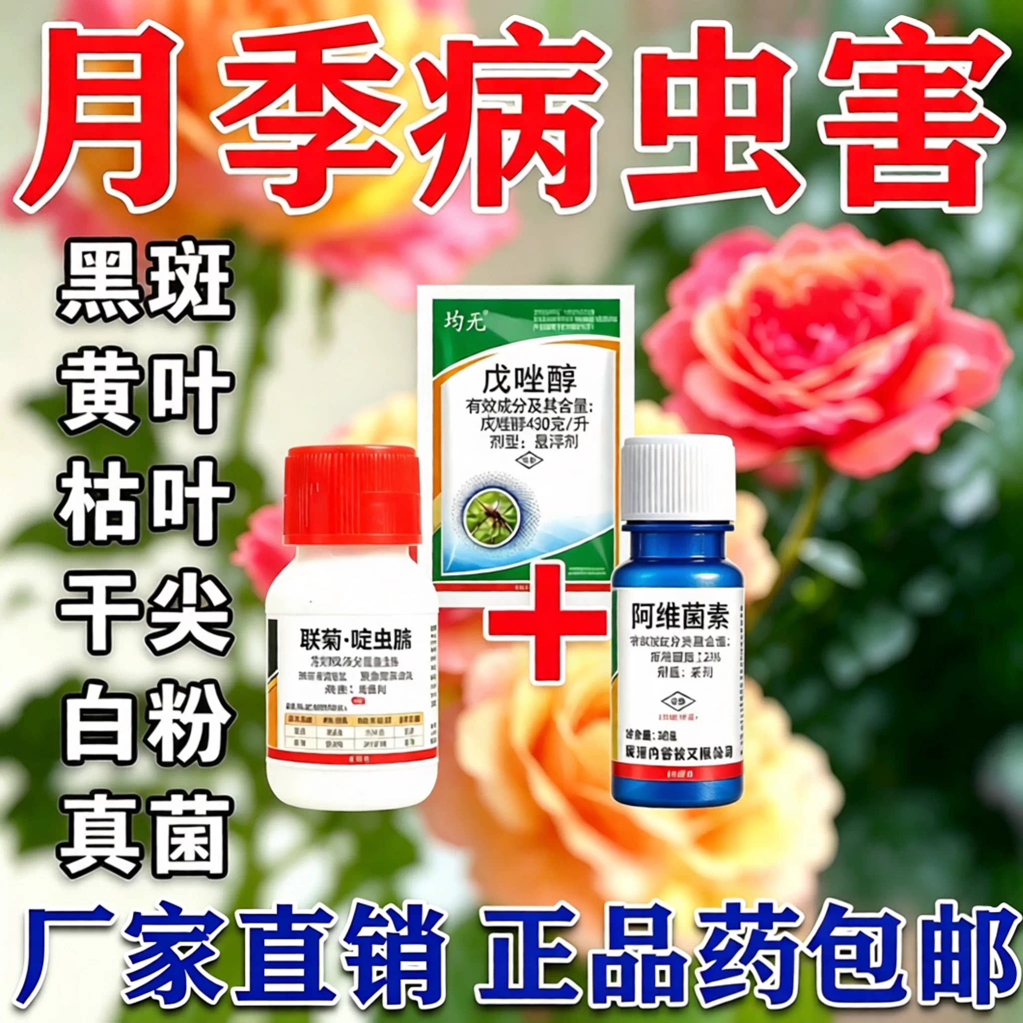 月季花病虫害常用药黄叶黑斑病白粉病药红蜘蛛玫瑰花卉杀虫杀菌剂图片