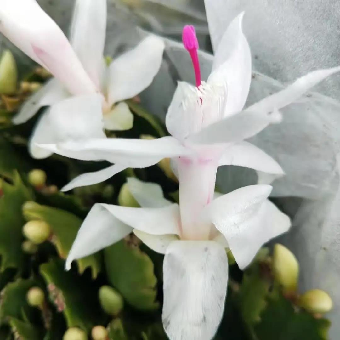 白玛丽蟹爪兰苗室内盆栽带花苞多色绿植好养耐活开花不断蟹脚兰