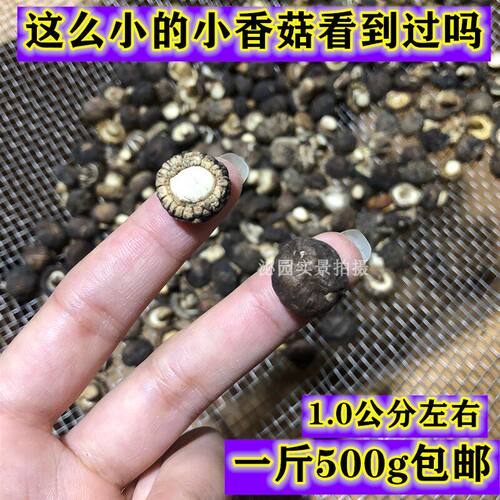 珍珠菇小香菇干货金钱菇剪脚小干香菇冬菇小花菇河南特产500g包邮