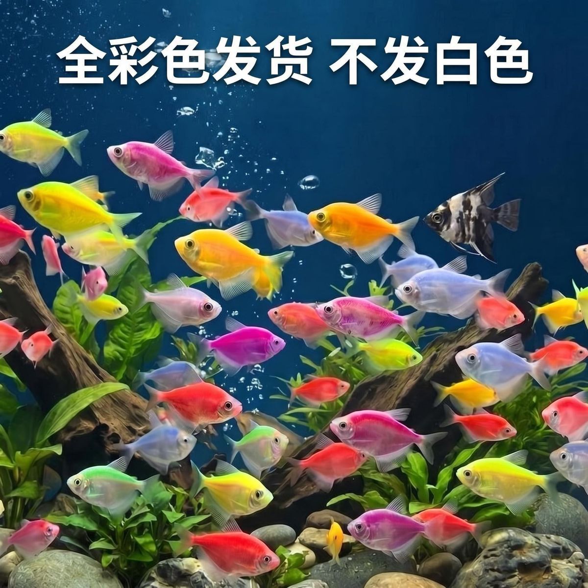 糖果天使鱼七彩大号观赏热带鱼群游小型淡水好养耐活鱼苗孔雀斑马