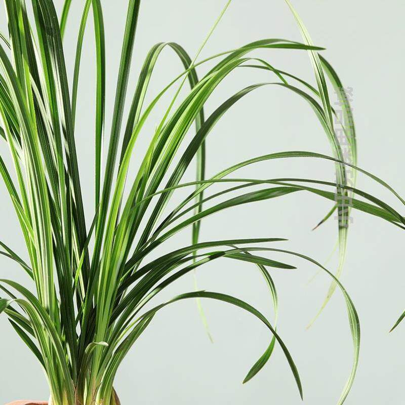 【非屿_惠兰大一品】老八种兰花苗室内好养带花苞客厅花卉绿植