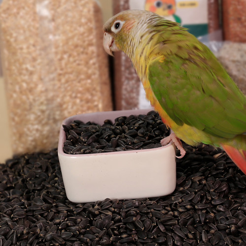 高能鹦鹉油葵真空包装易于储存