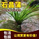 绿植 菖蒲水培水生盆栽植物花卉草庭院池塘养龟微造景观室内外四季