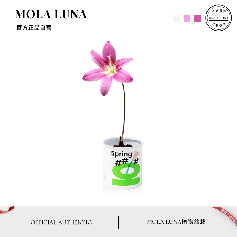 MOLALUNA开花绿植桌面盆栽