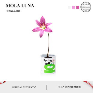比试 MOLA.pap.植物拥抱春天风雨兰办公室开花绿植桌面盆栽