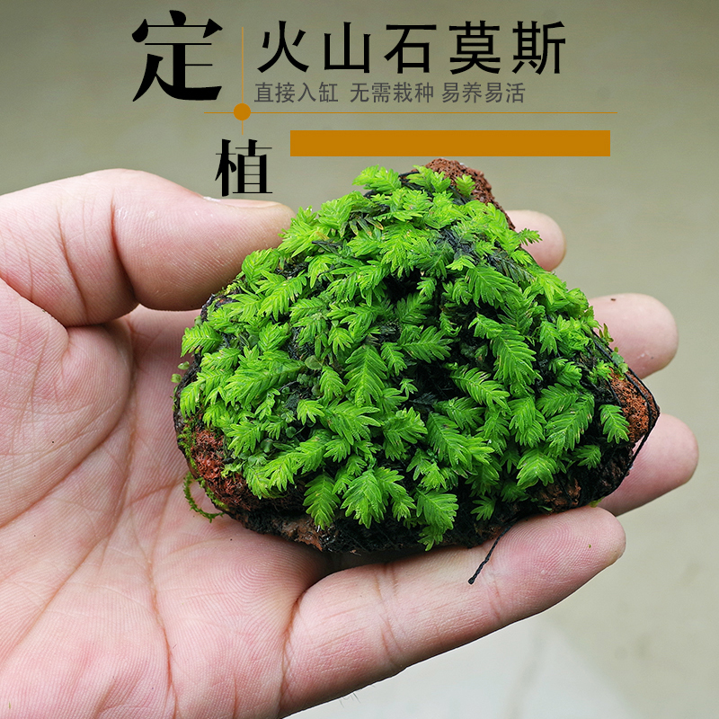 鱼缸水族箱虾缸草缸定植火山石大美凤莫斯造景凤尾苔垂泪三角莫斯