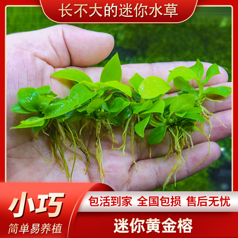 鱼缸造景迷你黄金小水榕水草阴性活体淡水植物懒人前绑沉木杜鹃根