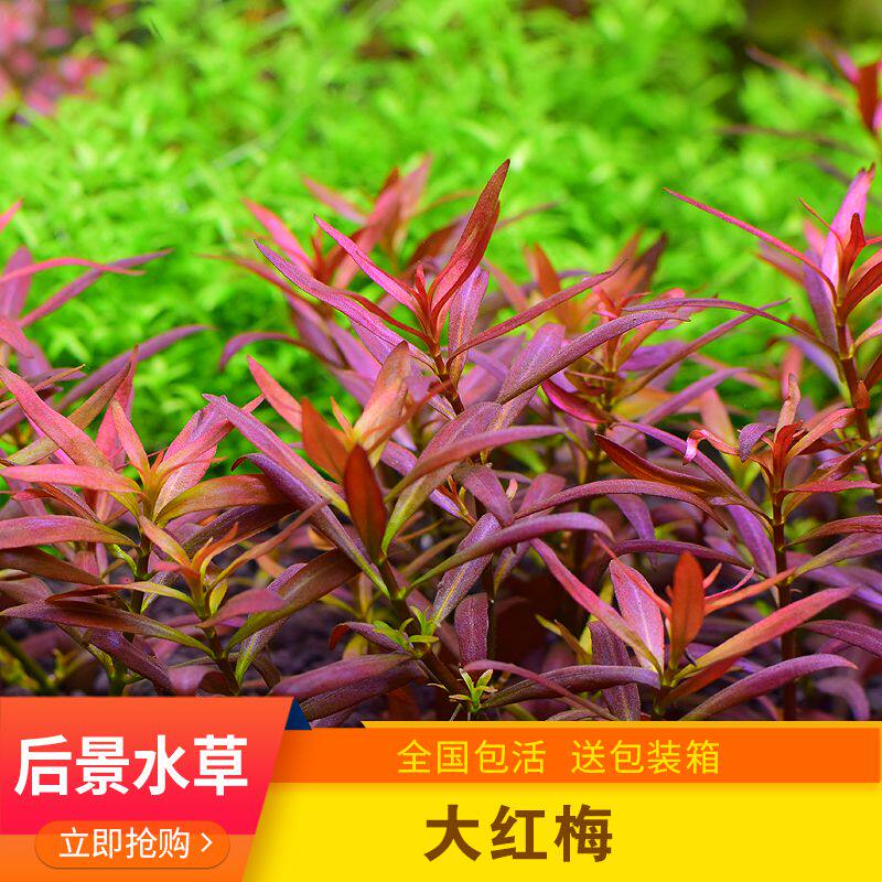 鱼缸造景中景后景淡水植物红色水草小红梅大红梅新手水草无需co2