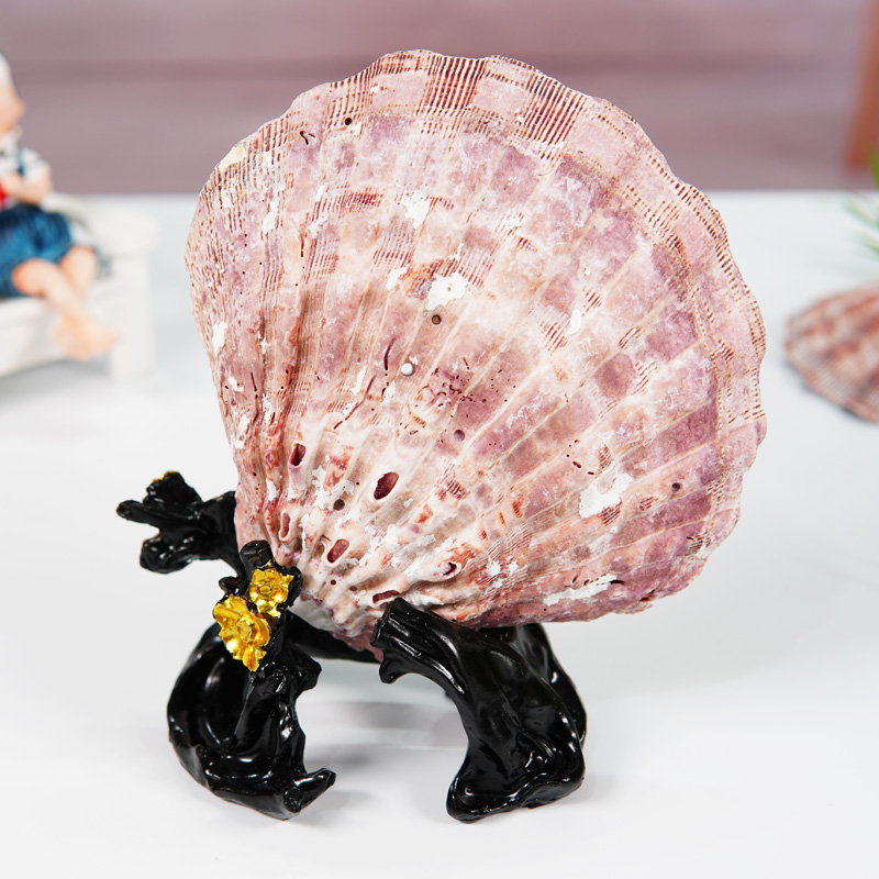 天然大贝壳狮爪贝家居装饰摆件带底坐创意工艺品海洋鱼缸水族造景