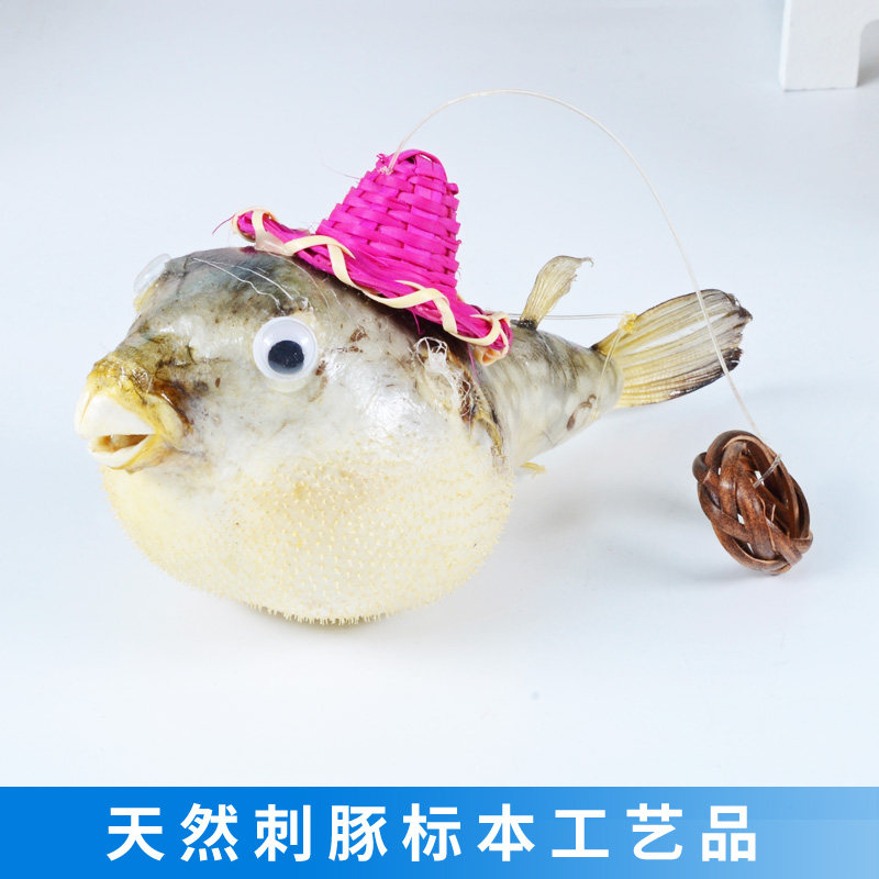 天然海洋生物鱼标本豚鱼挂件吊饰创意家装家居展馆橱窗装饰