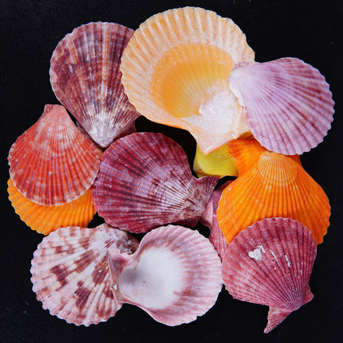 天然彩贝扇贝壳手工幼儿园学校diy装饰摆件摄影家居水族鱼缸造景