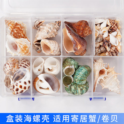 心愿盒子寄居蟹壳天然海螺壳